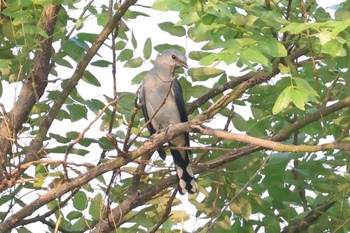 2023年9月5日(火) 河北省唐山(中国)の野鳥観察記録