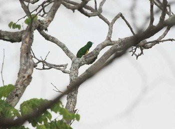 African Emerald Cuckoo