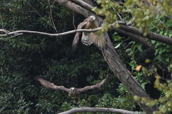 サシバ 光が丘公園 2020年9月21日(月)