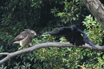 サシバ 光が丘公園 2020年9月21日(月)