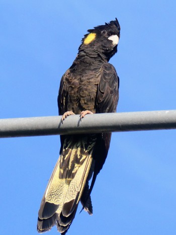 キイロオクロオウム Sydney Park, NSW, Australia 2023年9月15日(金)