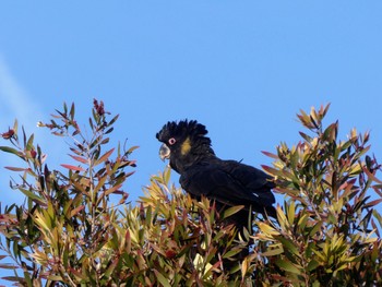 キイロオクロオウム Sydney Park, NSW, Australia 2023年9月15日(金)