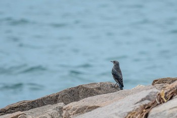 Blue Rock Thrush 藤江海岸(兵庫県明石市) Sun, 9/2/2018