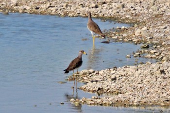 Grey-headed Lapwing 加古大池 Sat, 9/16/2023