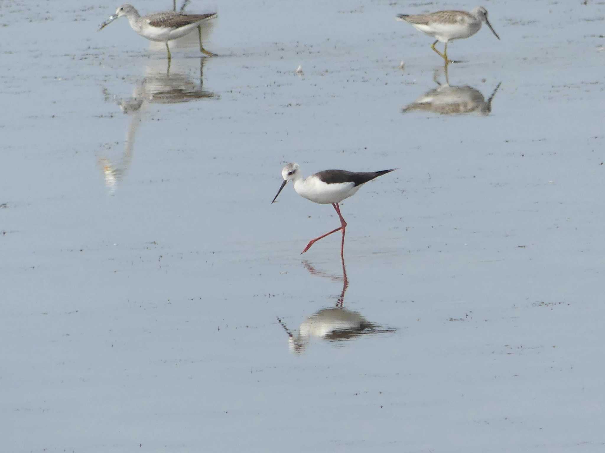 Black-winged Stilt