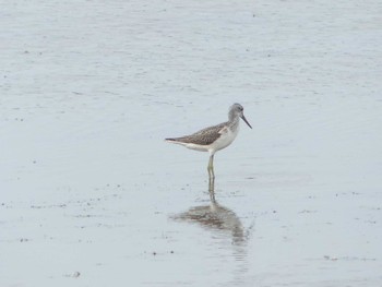 Marsh Sandpiper いしかり調整池(石狩調整池) Sat, 9/16/2023