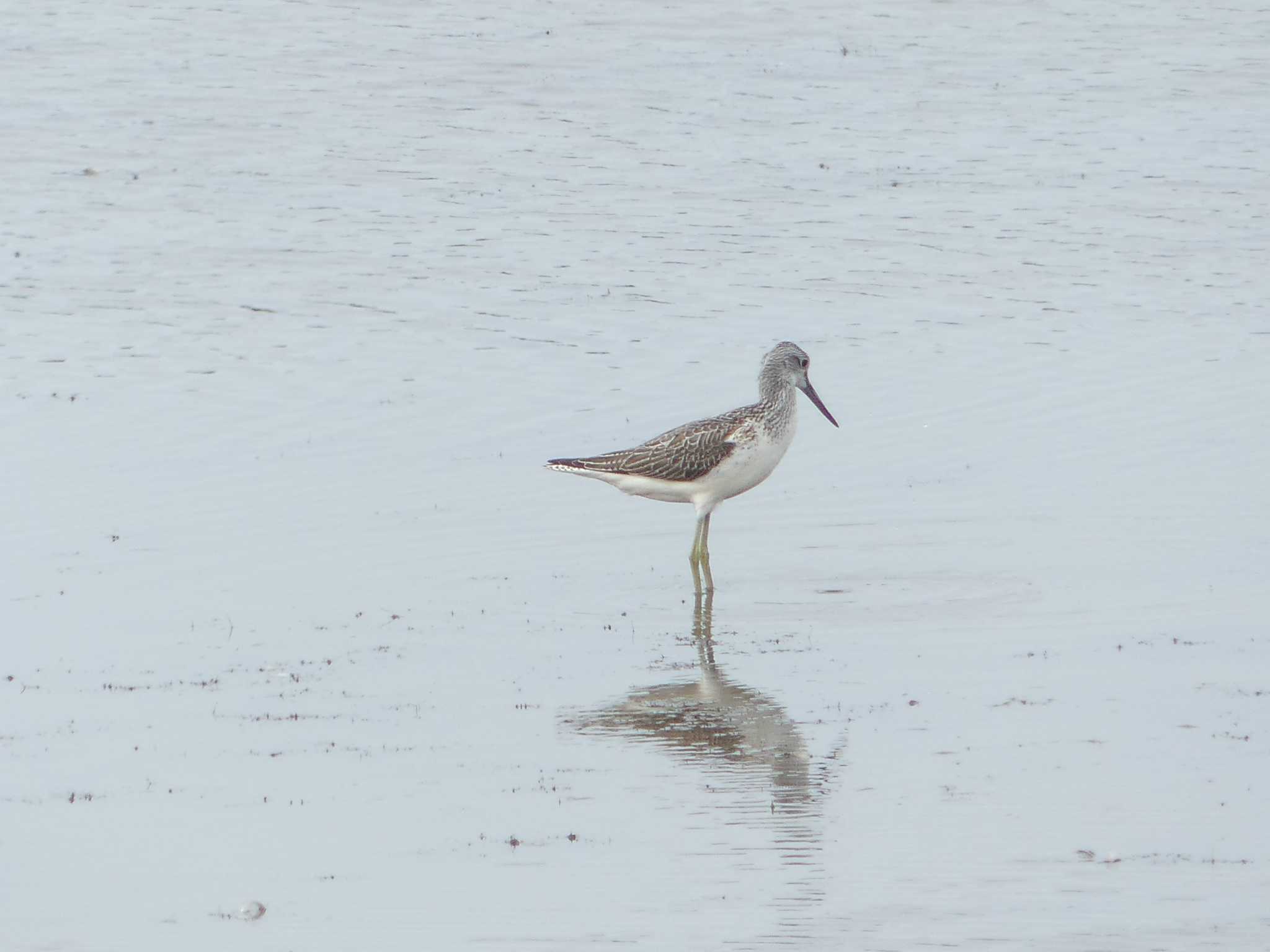 Marsh Sandpiper