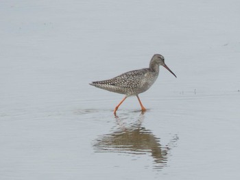 Common Redshank いしかり調整池(石狩調整池) Sat, 9/16/2023