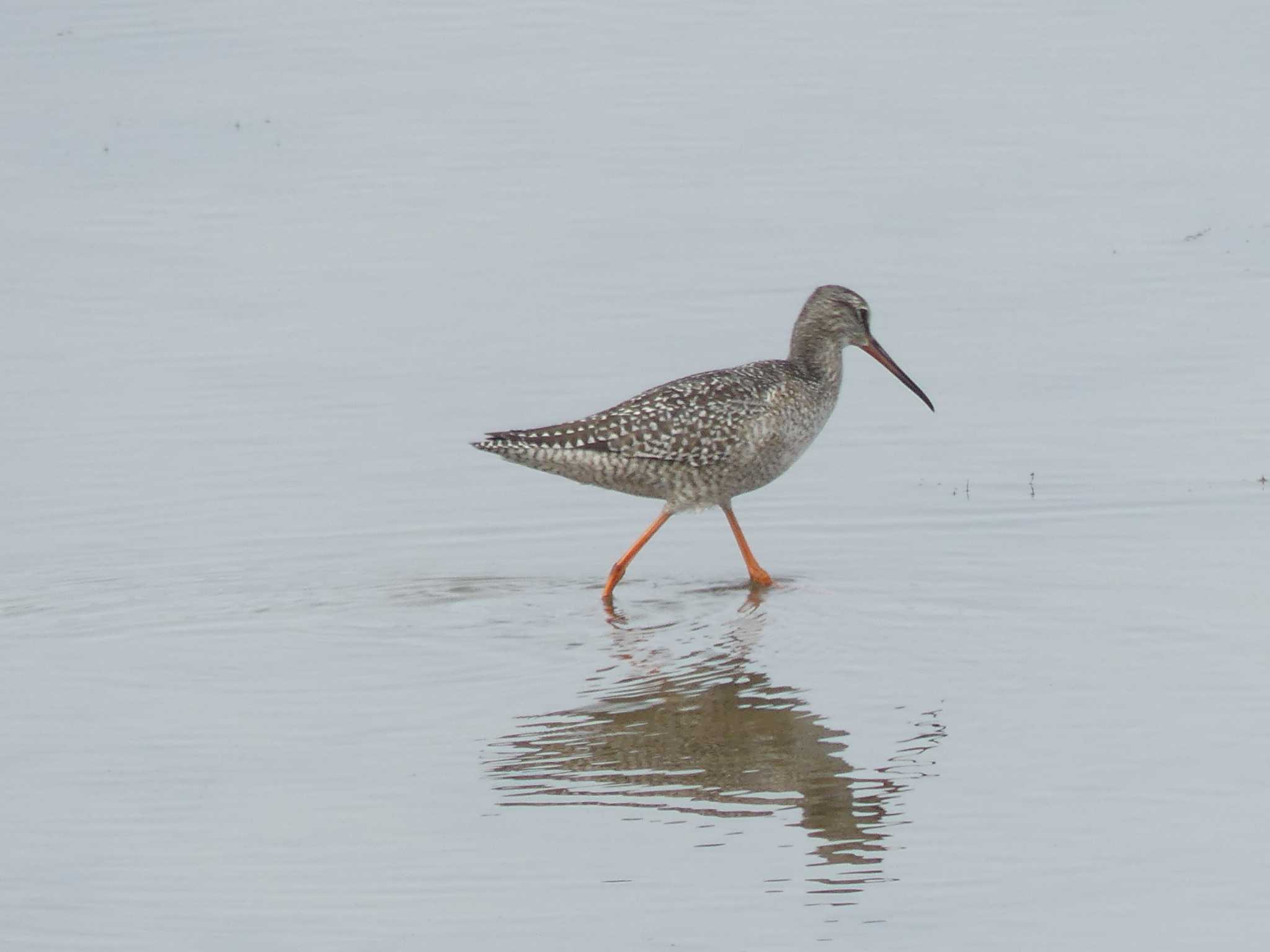 Common Redshank