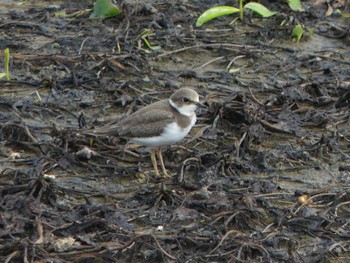 Little Ringed Plover いしかり調整池(石狩調整池) Sat, 9/16/2023