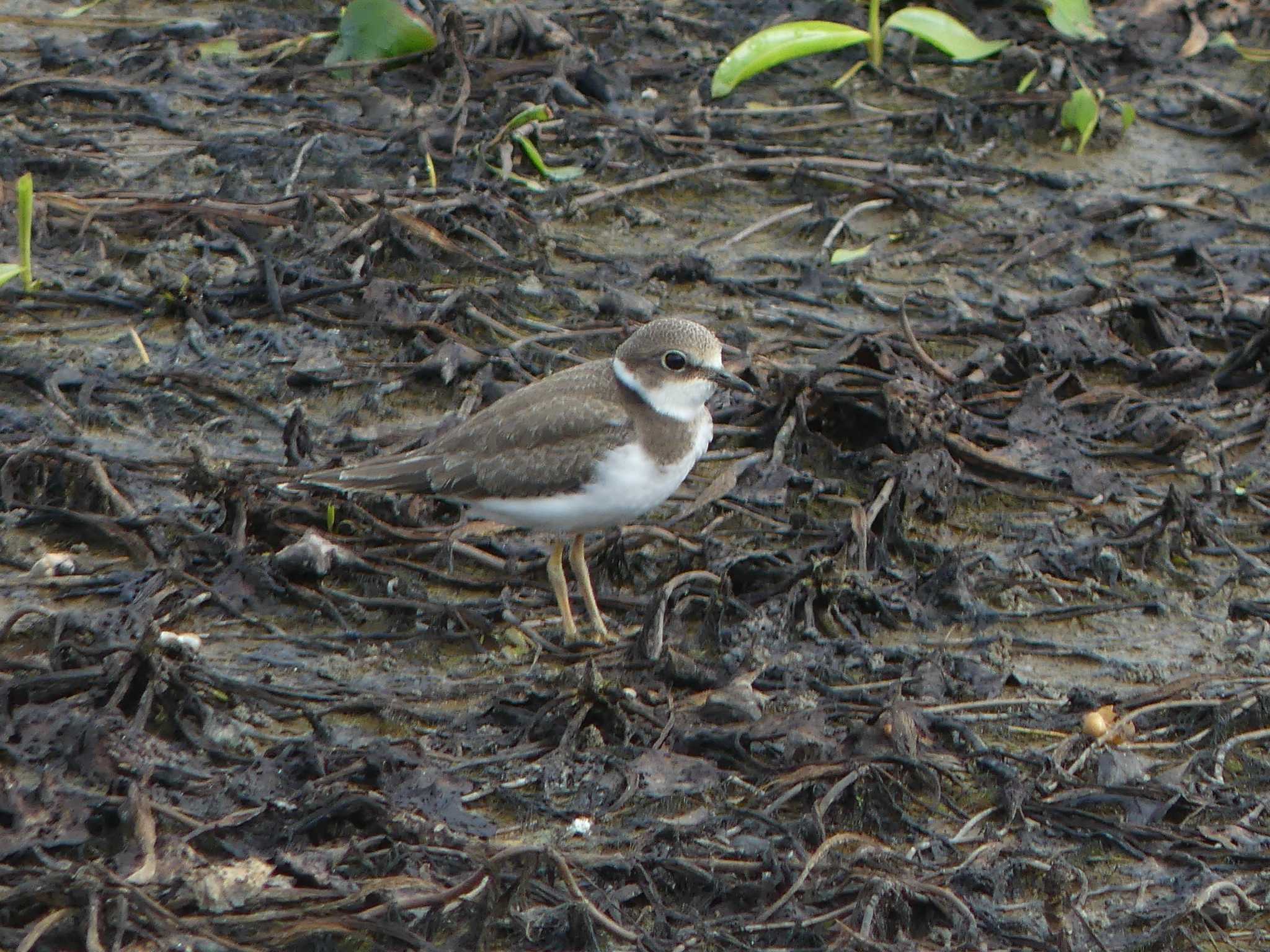 Little Ringed Plover