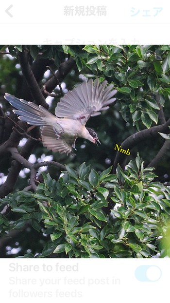 Azure-winged Magpie Unknown Spots Unknown Date