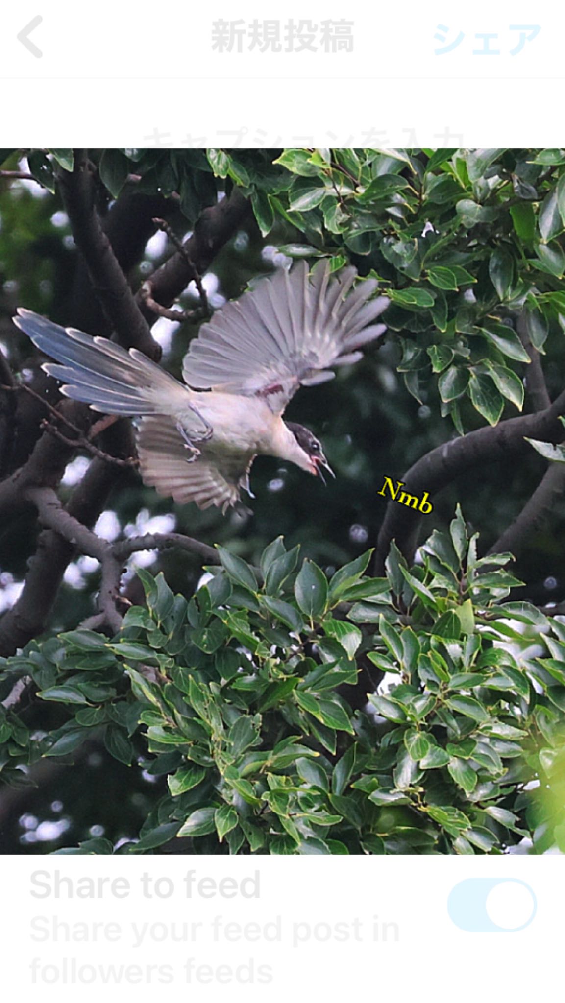 Photo of Azure-winged Magpie at  by soul.number.358