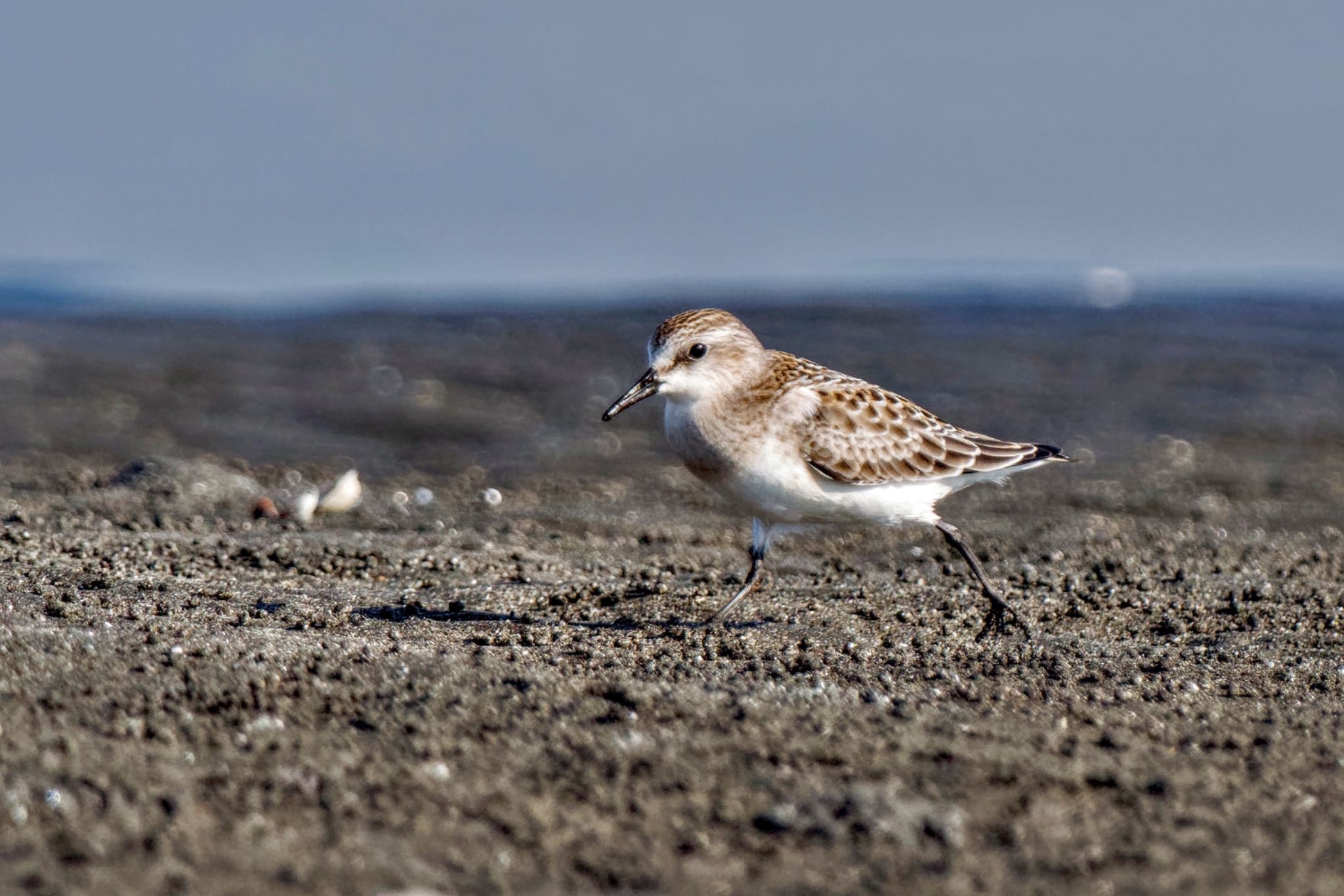 Red-necked Stint