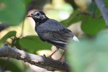 2023年9月16日(土) 庄内緑地公園の野鳥観察記録