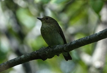 キビタキ 那須 2023年9月16日(土)