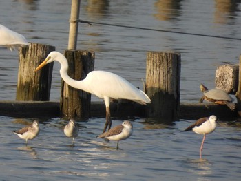 2023年9月16日(土) 伊佐沼の野鳥観察記録