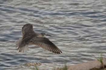 Grey-tailed Tattler 兵庫県芦屋市 Sun, 9/9/2018