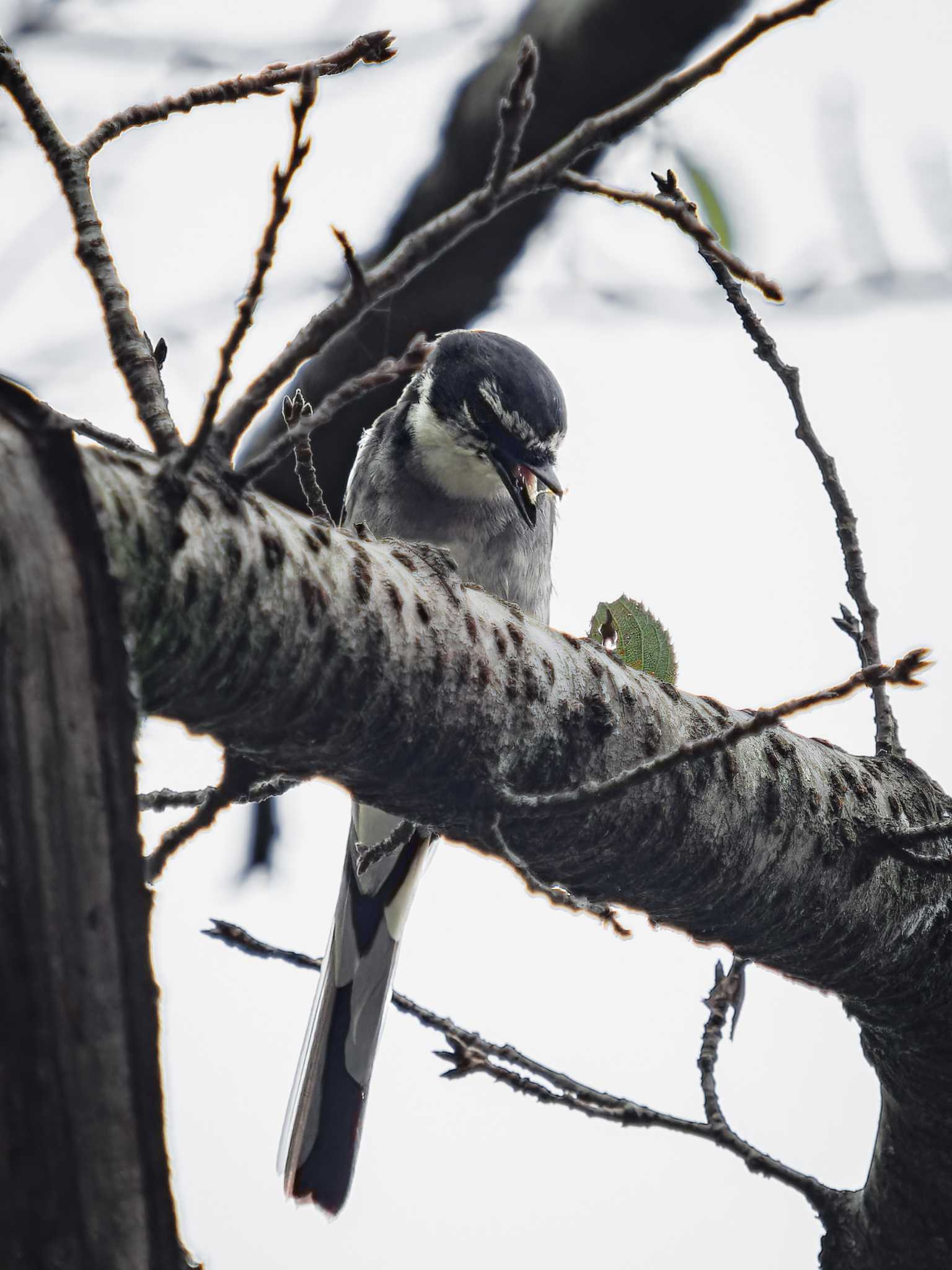 長崎県 リュウキュウサンショウクイの写真 by ここは長崎