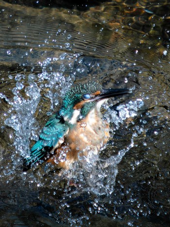 Common Kingfisher 長崎県 Sat, 9/9/2023