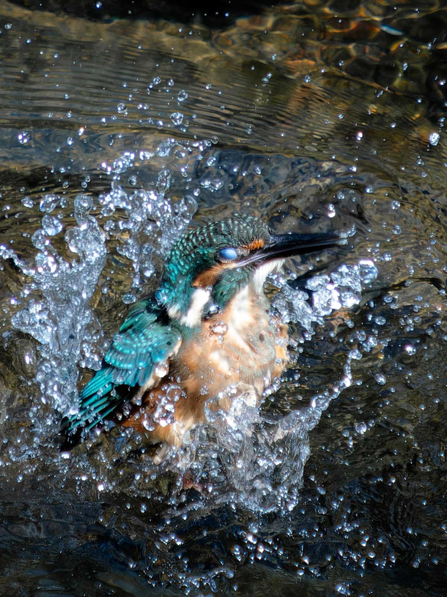 Common Kingfisher