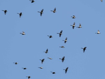 サンショウクイ 長崎県 2023年9月10日(日)