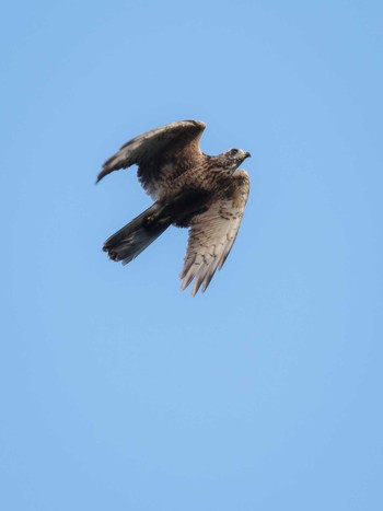 Grey-faced Buzzard 長崎県 Sun, 9/10/2023