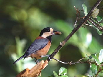 Varied Tit 長崎県 Sun, 9/10/2023