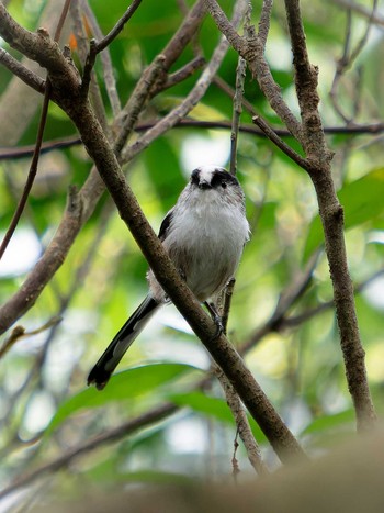 Long-tailed Tit 長崎県 Thu, 9/14/2023