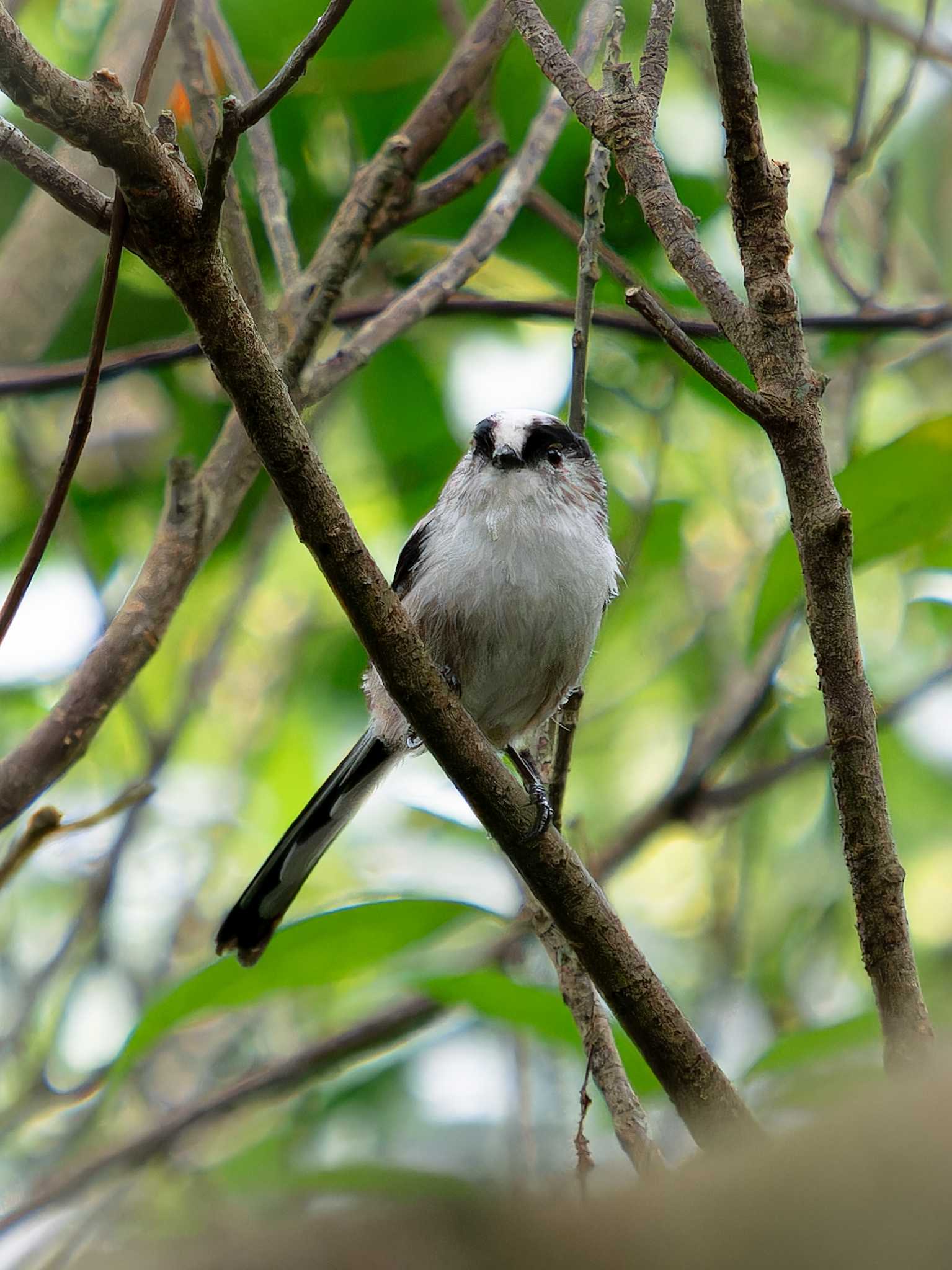 Photo of Long-tailed Tit at 長崎県 by ここは長崎