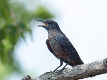 Blue Rock Thrush 長崎県 Sat, 9/16/2023