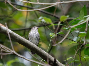 Grey-streaked Flycatcher 長崎県 Sat, 9/16/2023