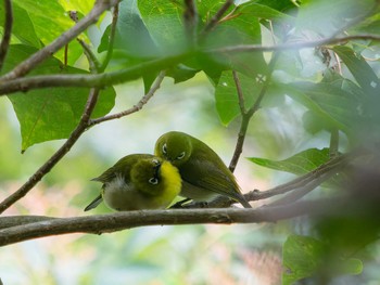 Warbling White-eye 長崎県 Sat, 9/16/2023