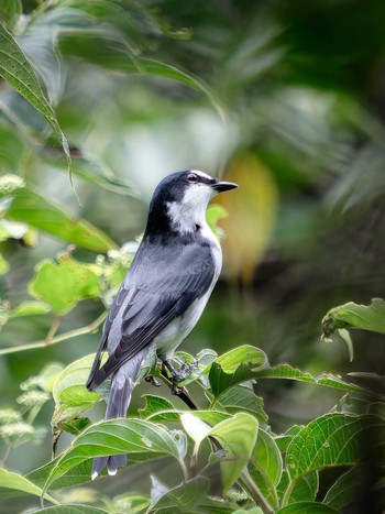 Ashy Minivet 長崎県 Sat, 9/16/2023