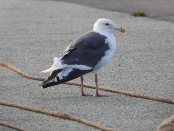 2023年9月16日(土) 厚田漁港の野鳥観察記録