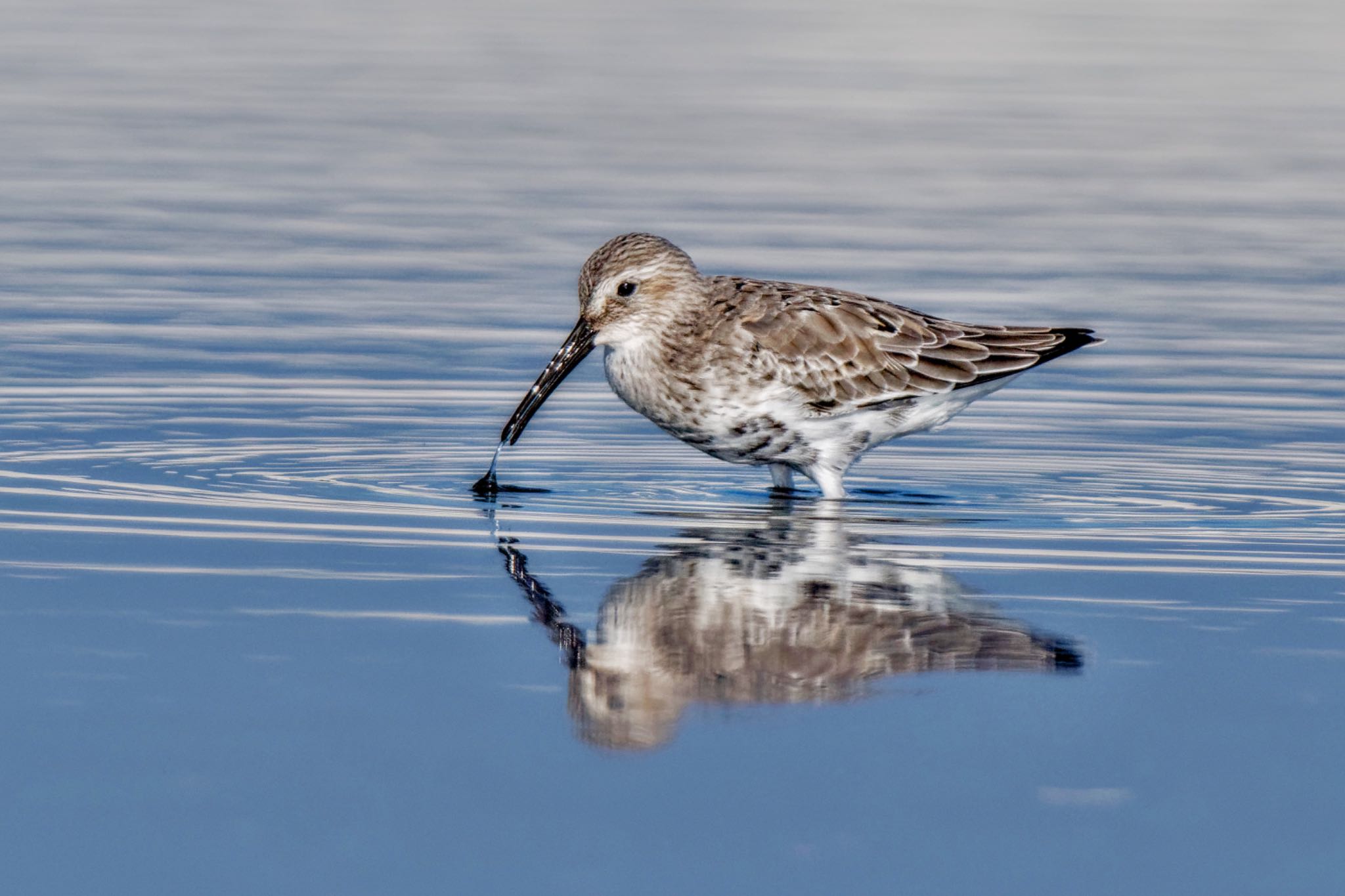 Dunlin