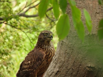 Eurasian Goshawk Showa Kinen Park Sat, 9/16/2023