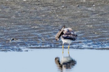 キアシシギ ふなばし三番瀬海浜公園 2023年9月10日(日)