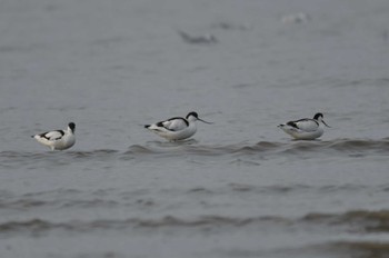 Pied Avocet Daijugarami Higashiyoka Coast Sun, 1/22/2023