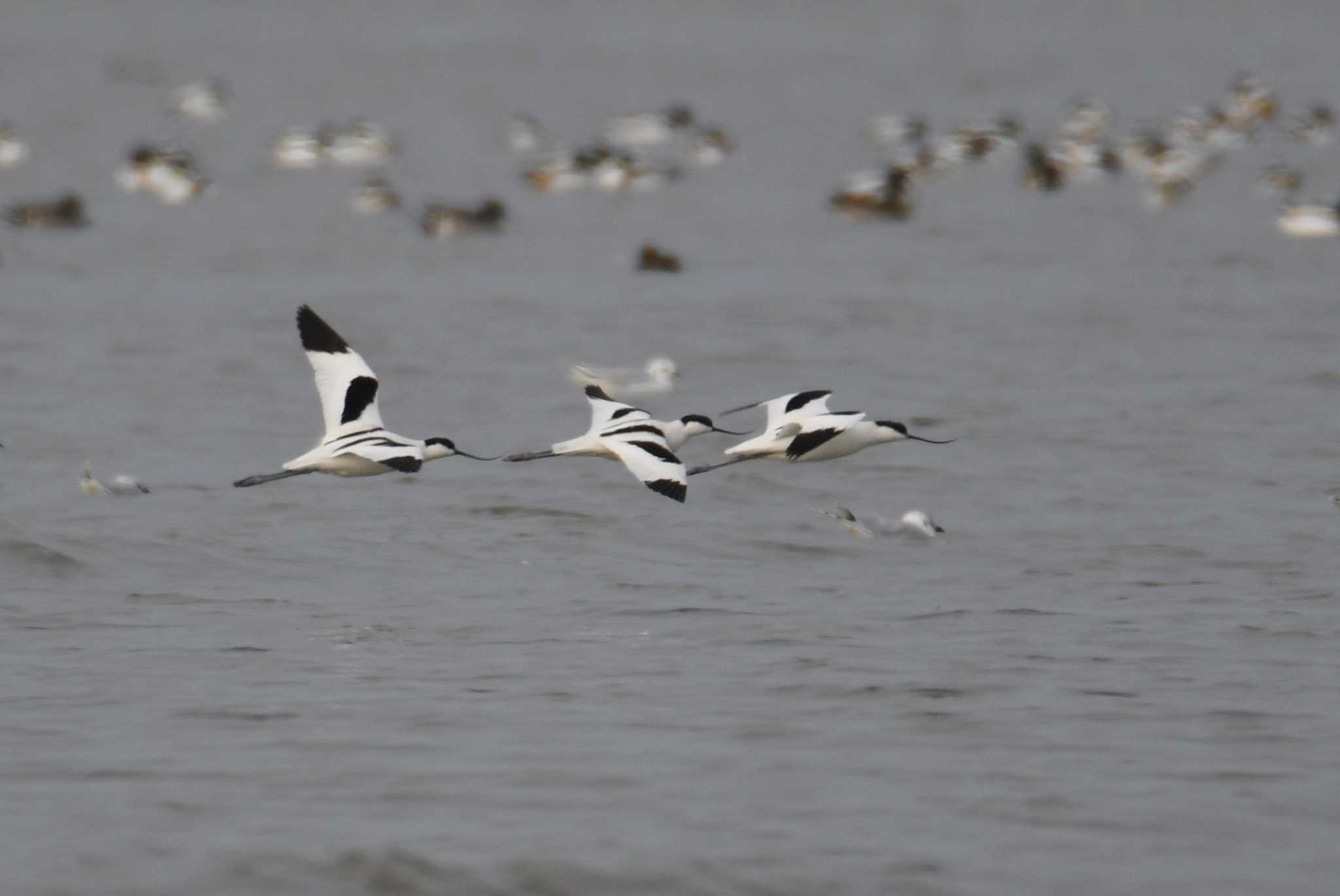 Pied Avocet