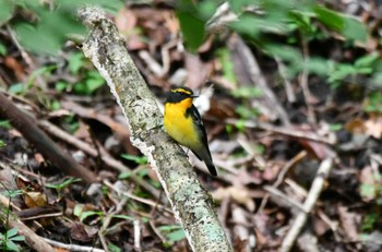 2023年9月10日(日) 大洞の水場の野鳥観察記録