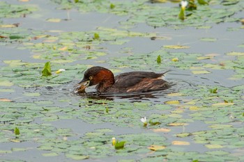 Little Grebe 京都府木津川市 Sun, 9/9/2018