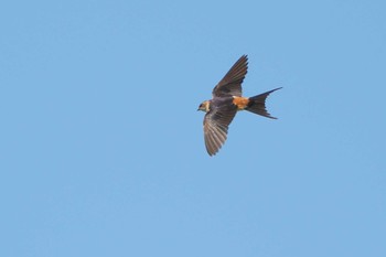 Red-rumped Swallow 浮島ヶ原自然公園 Sat, 9/16/2023