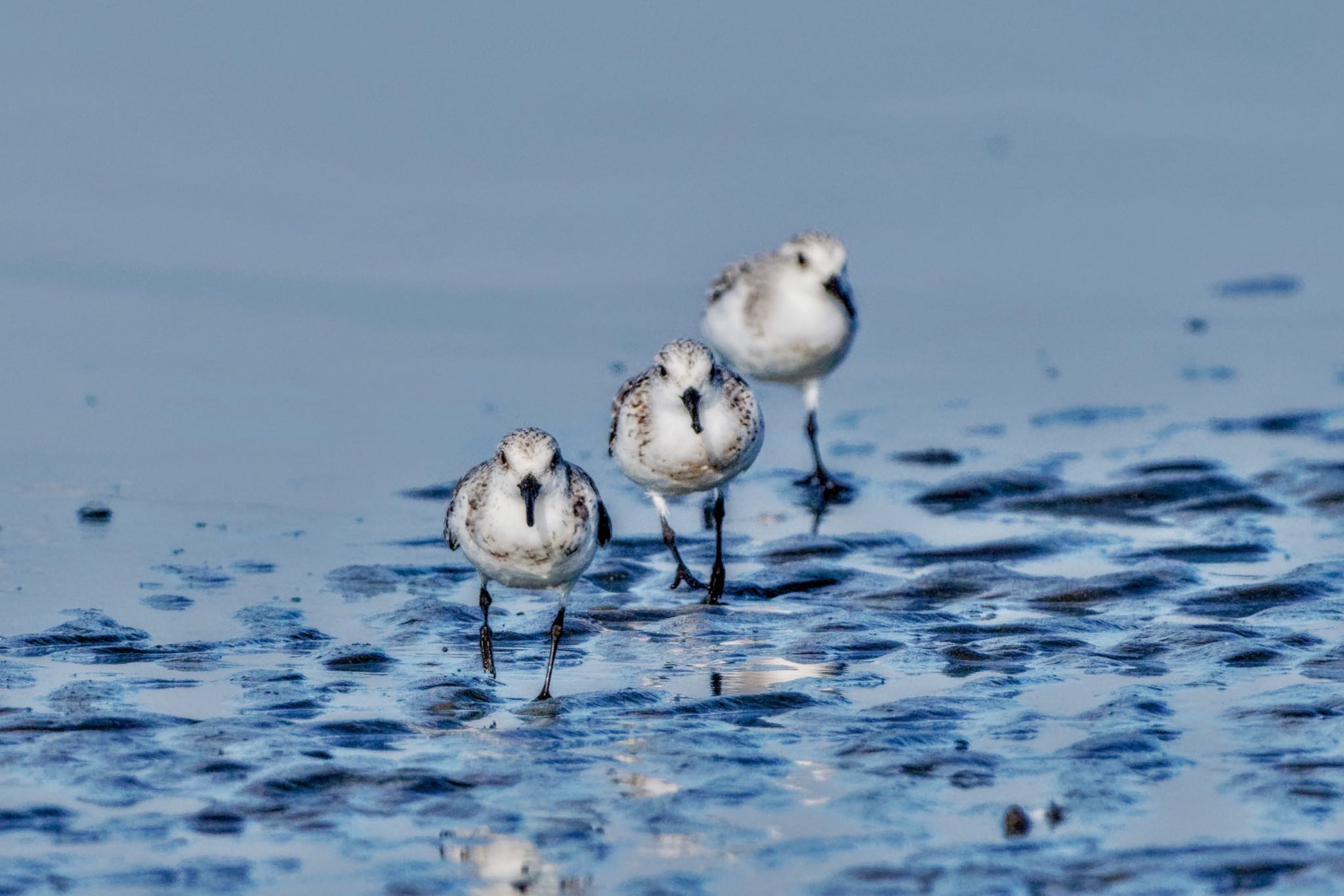 Sanderling