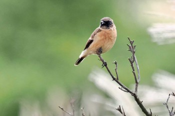 Amur Stonechat Kirigamine Highland Thu, 9/14/2023