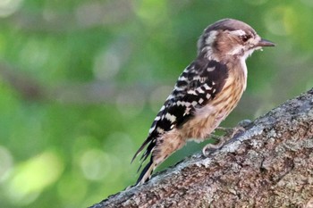 Japanese Pygmy Woodpecker 加古大池 Sat, 9/16/2023