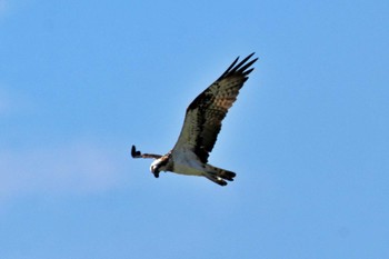 Osprey 加古大池 Sat, 9/16/2023