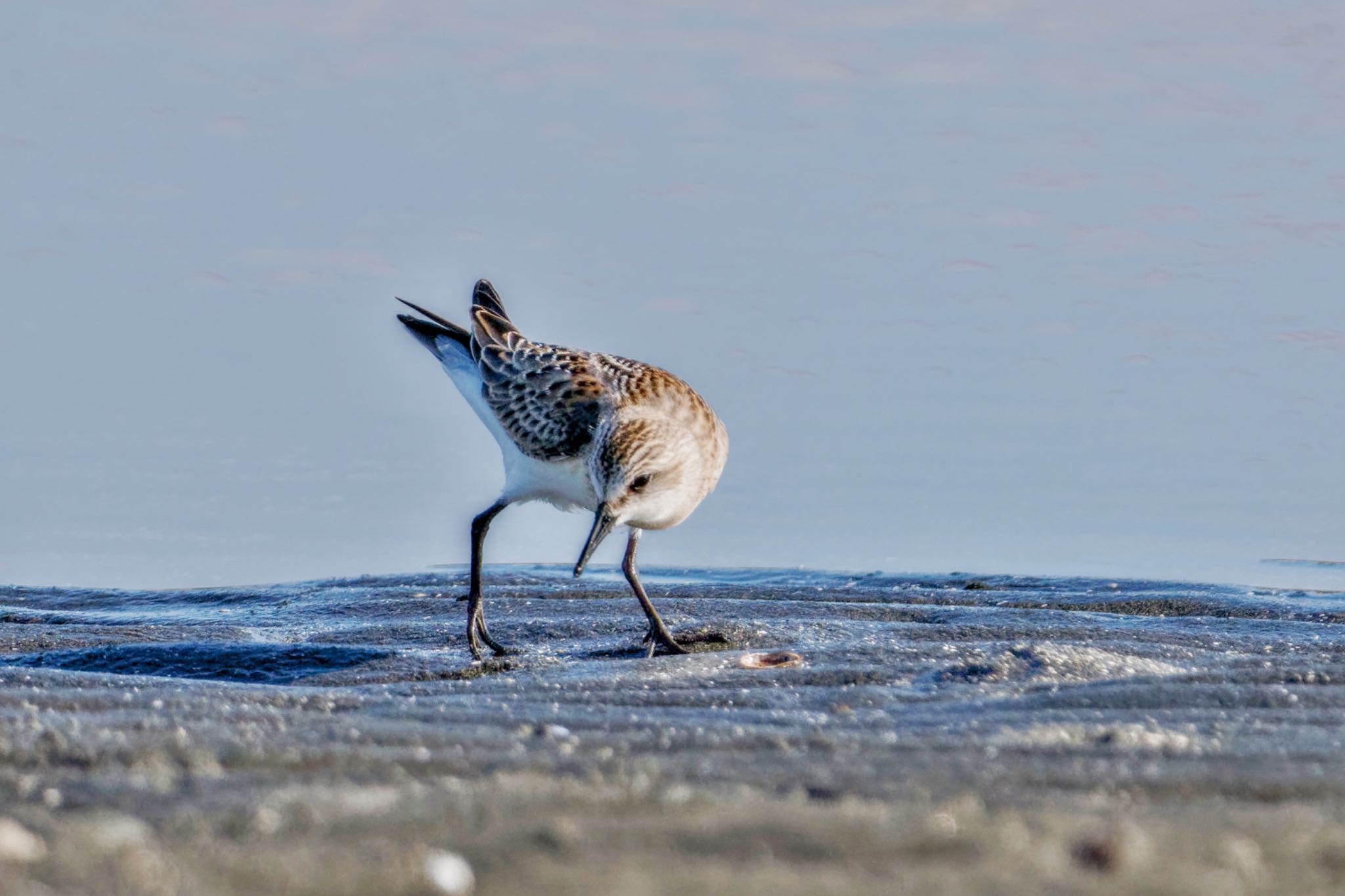 Red-necked Stint