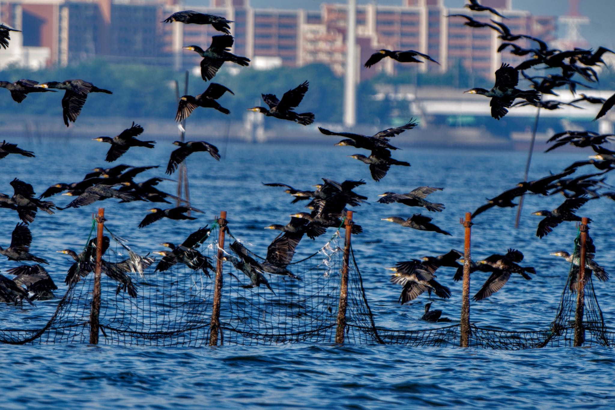 Great Cormorant