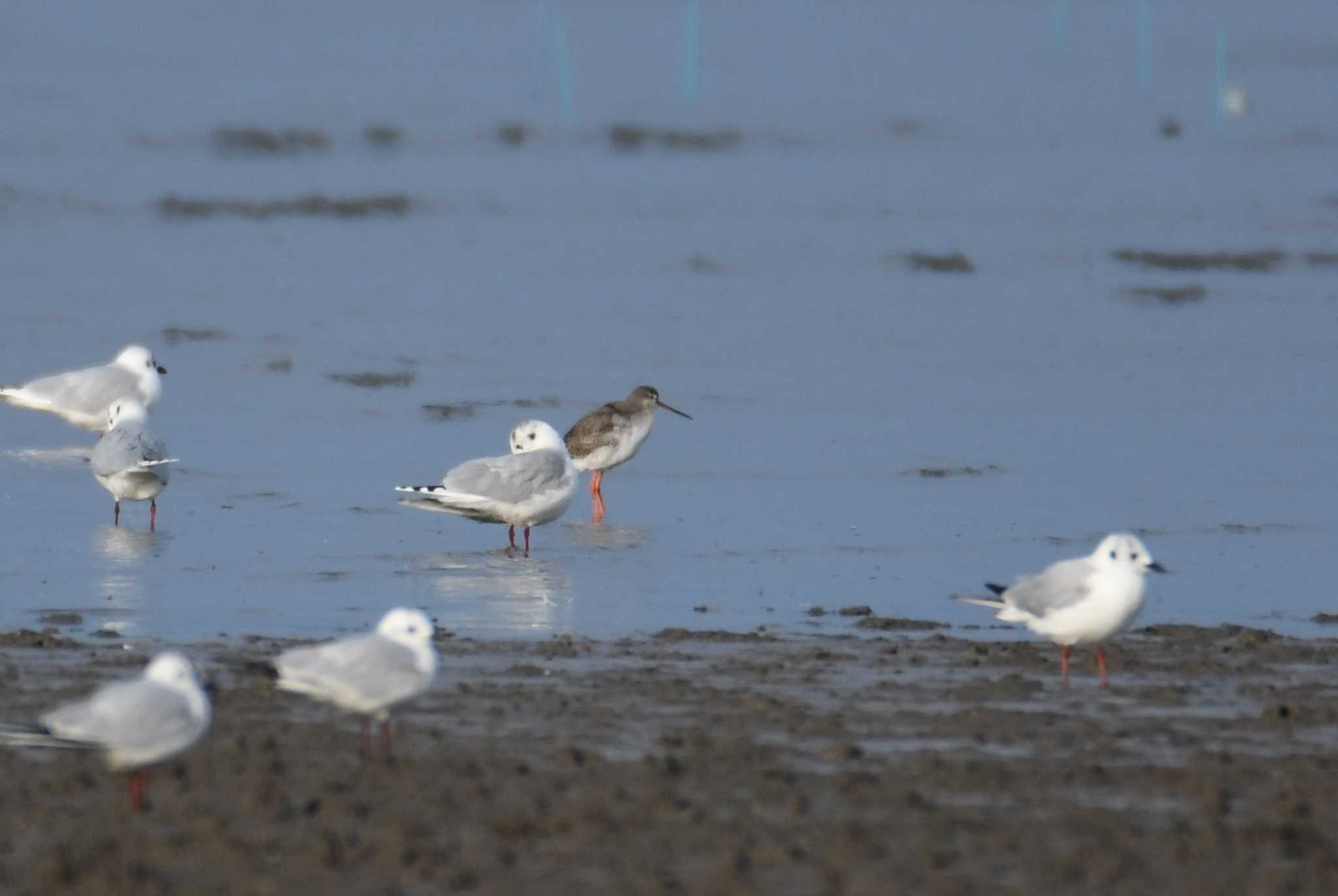 Spotted Redshank